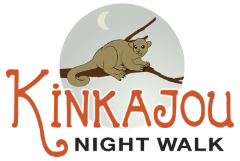 Kinkajou Night Walk Tour