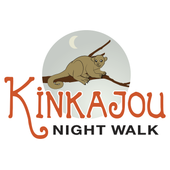 Kinkajou Night Walk